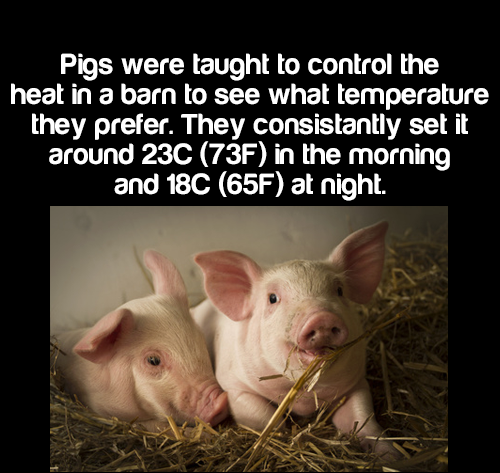 domestic pig - Pigs were taught to control the heat in a barn to see what temperature they prefer. They consistantly set it around 23C 73F in the morning and 18C 65F at night.