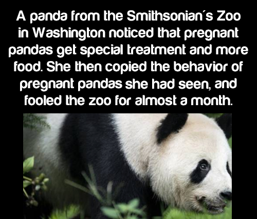 giant panda - A panda from the Smithsonian's Zoo in Washington noticed that pregnant pandas get special treatment and more food. She then copied the behavior of pregnant pandas she had seen, and fooled the zoo for almost a month.