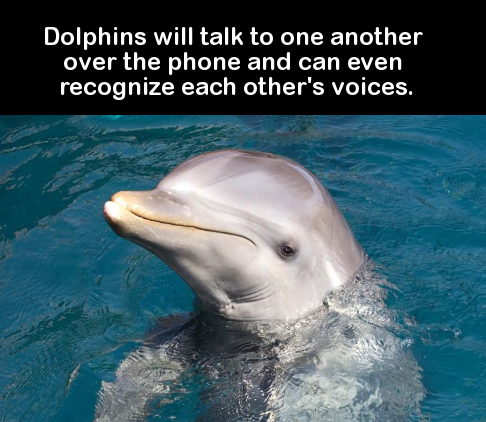 bottlenose dolphin - Dolphins will talk to one another over the phone and can even recognize each other's voices.