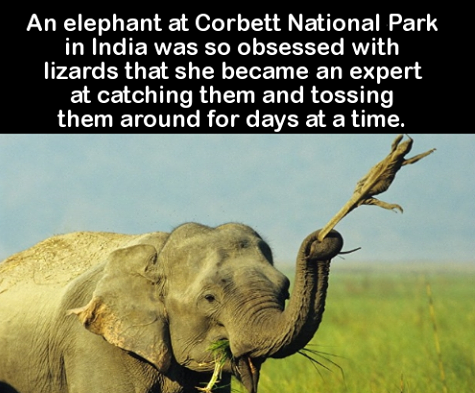 monday sucks - An elephant at Corbett National Park in India was so obsessed with lizards that she became an expert at catching them and tossing them around for days at a time.