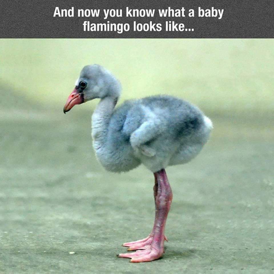 baby flamingo - And now you know what a baby flamingo looks ...