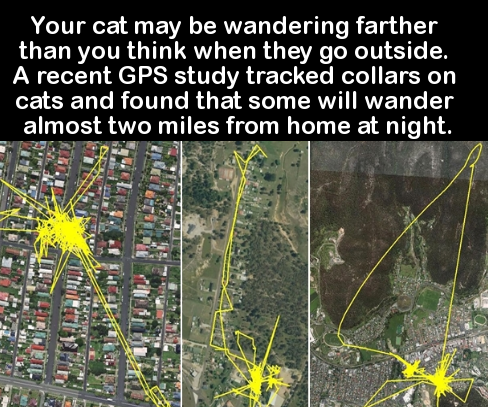 tree - Your cat may be wandering farther than you think when they go outside. A recent Gps study tracked collars on cats and found that some will wander almost two miles from home at night.