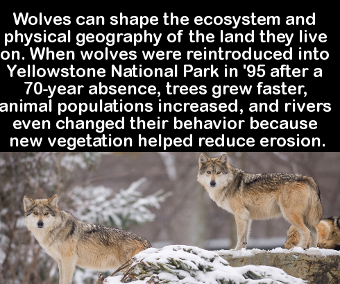wolves ecosystem facts - Wolves can shape the ecosystem and physical geography of the land they live on. When wolves were reintroduced into Yellowstone National Park in '95 after a 70year absence, trees grew faster, animal populations increased, and river