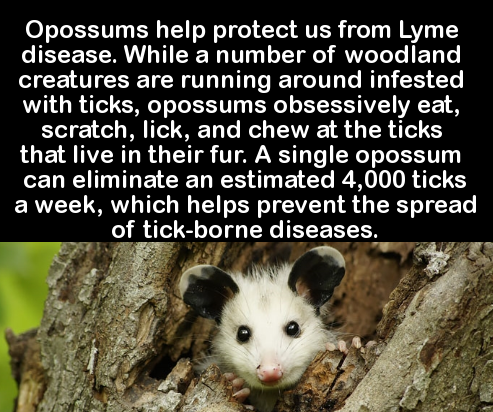 possums ticks - Opossums help protect us from Lyme disease. While a number of woodland creatures are running around infested with ticks, opossums obsessively eat, scratch, lick, and chew at the ticks that live in their fur. A single opossum can eliminate 