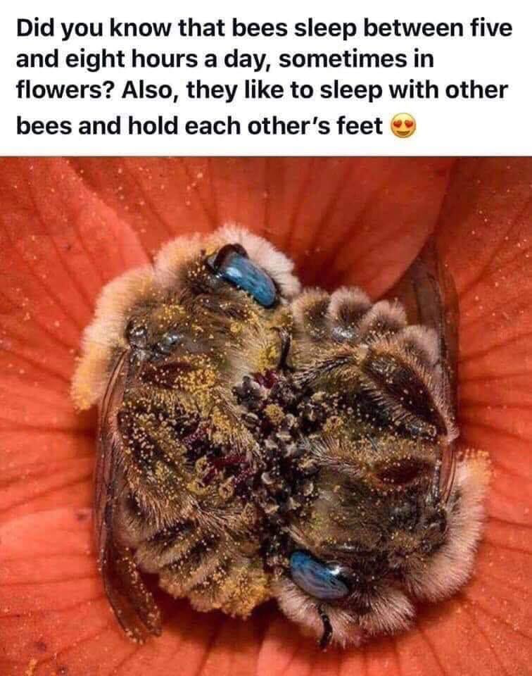 wholesome bees - Did you know that bees sleep between five and eight hours a day, sometimes in flowers? Also, they to sleep with other bees and hold each other's feet