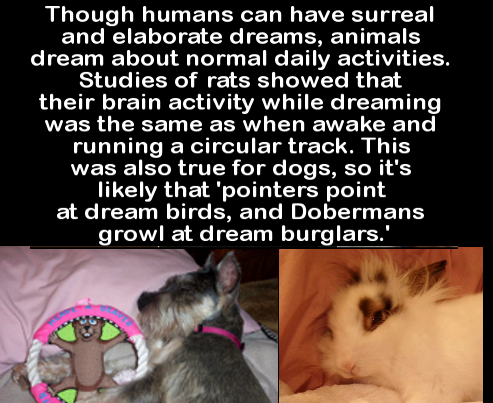 cool facts to show your friends - Though humans can have surreal and elaborate dreams, animals dream about normal daily activities. Studies of rats showed that their brain activity while dreaming was the same as when awake and running a circular track. Th