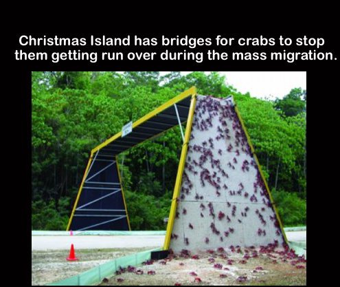 crab bridge - Christmas Island has bridges for crabs to stop them getting run over during the mass migration.