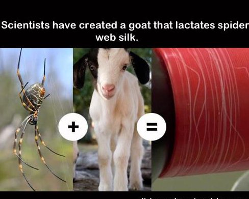 spider goats - Scientists have created a goat that lactates spider web silk.