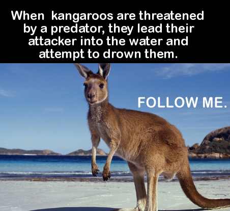 australian kangaroo - When kangaroos are threatened by a predator, they lead their attacker into the water and attempt to drown them. Me.