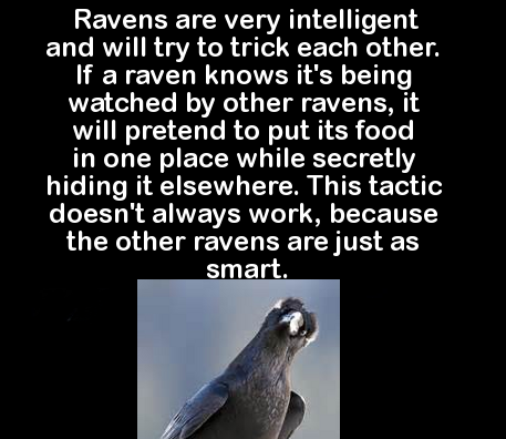 fauna - Ravens are very intelligent and will try to trick each other. If a raven knows it's being watched by other ravens, it will pretend to put its food in one place while secretly hiding it elsewhere. This tactic doesn't always work, because the other 
