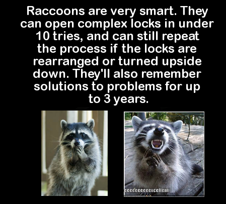 fauna - Raccoons are very smart. They can open complex locks in under 10 tries, and can still repeat the process if the locks are rearranged or turned upside down. They'll also remember solutions to problems for up to 3 years. eeeeeeeeeexcellent