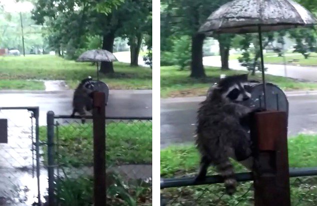 raccoon in rain