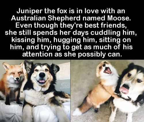 Juniper the fox is in love with an Australian Shepherd named Moose. Even though they're best friends, she still spends her days cuddling him, kissing him, hugging him, sitting on him, and trying to get as much of his attention as she possibly can.