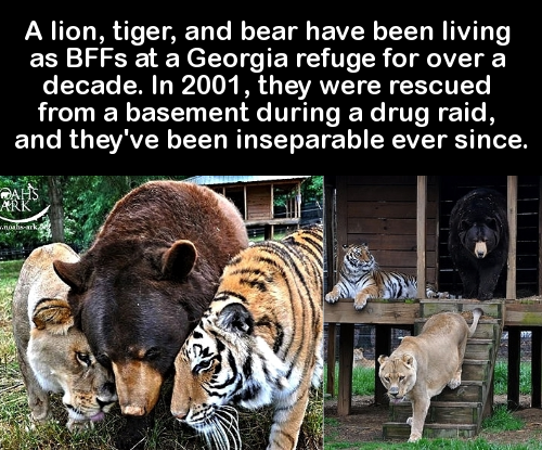 lion next to a tiger - A lion, tiger, and bear have been living as BFFs at a Georgia refuge for over a decade. In 2001, they were rescued from a basement during a drug raid, and they've been inseparable ever since. Tork