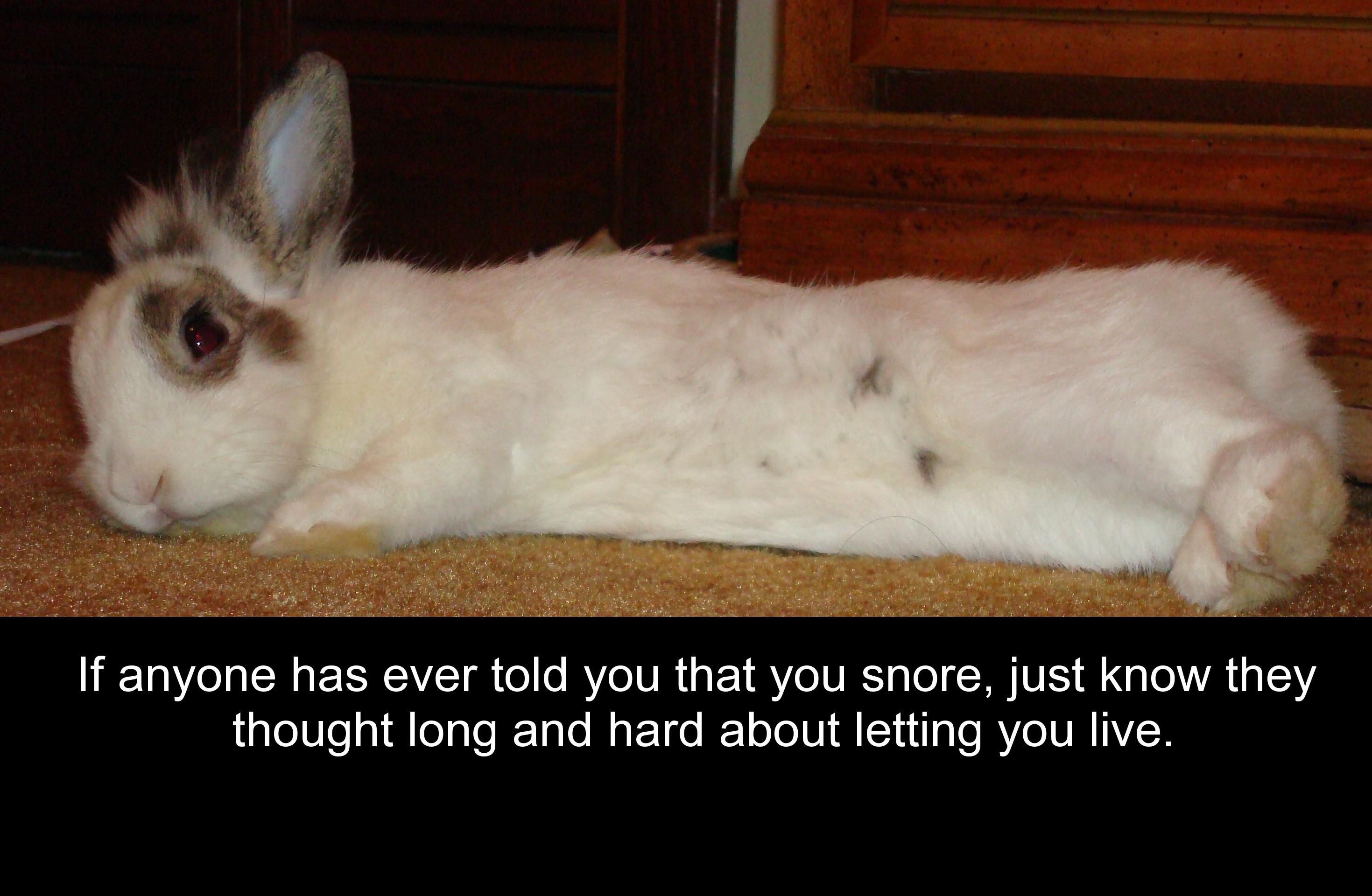fauna - If anyone has ever told you that you snore, just know they thought long and hard about letting you live.