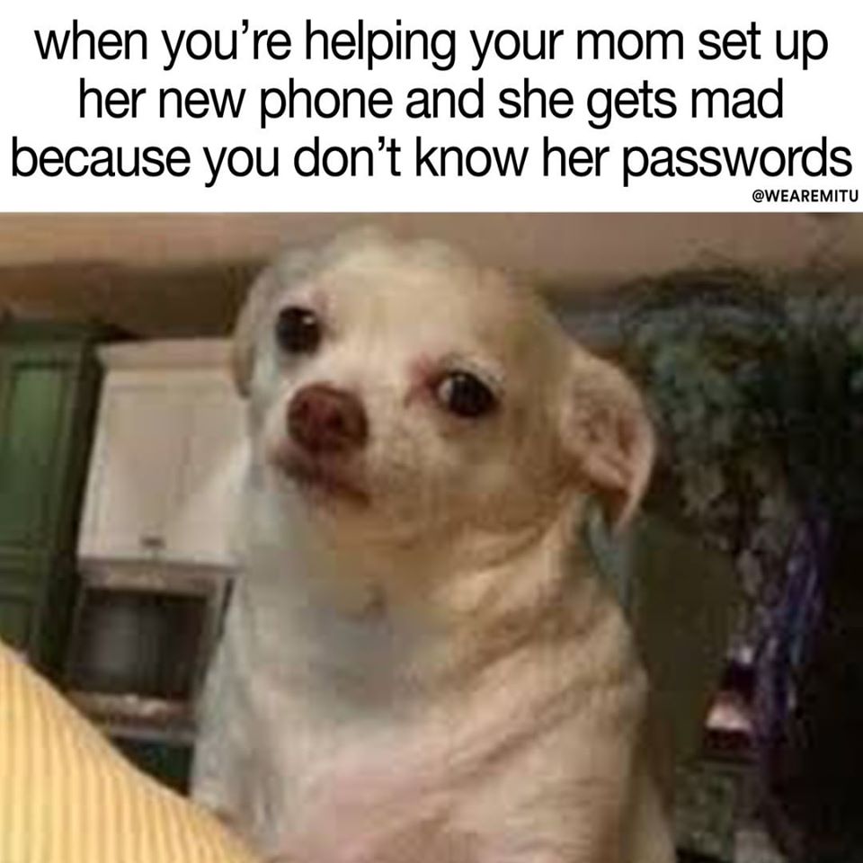annoyed dog meme - when you're helping your mom set up her new phone and she gets mad because you don't know her passwords