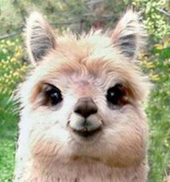 cute funny alpaca