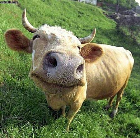 happy cows - evilmilk.com