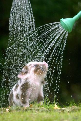 animals taking a shower
