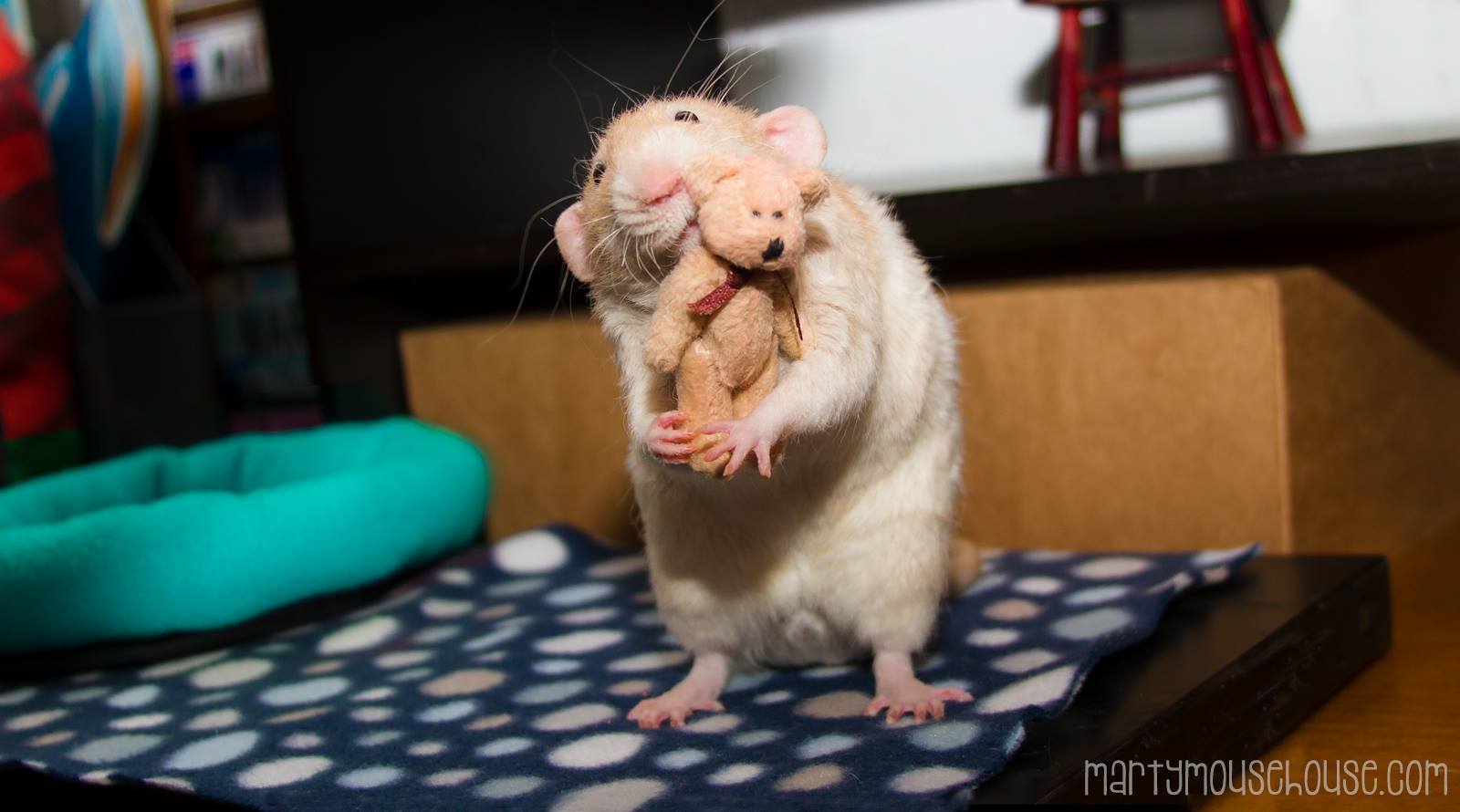 rat - martyMouseLOUSC.Com