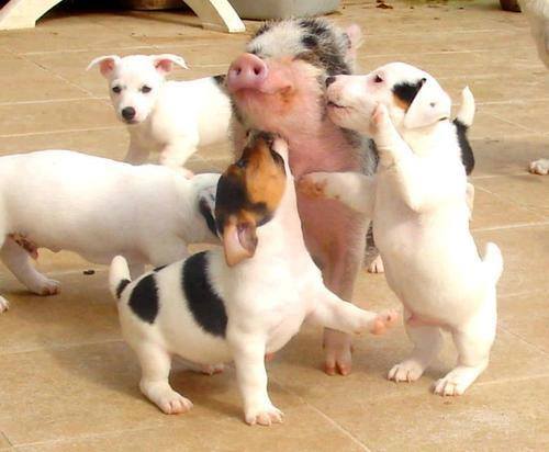 pigs and dogs