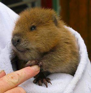 baby beaver
