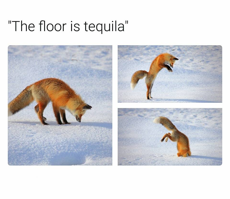 fox memes - "The floor is tequila"
