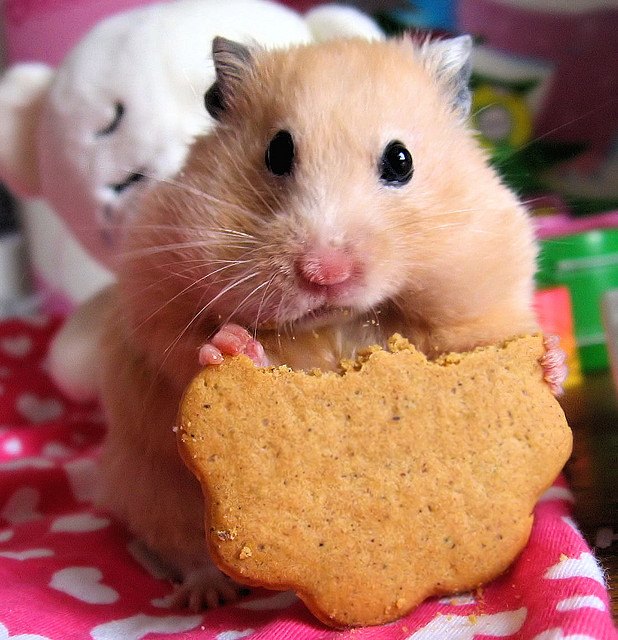 cute hamster face