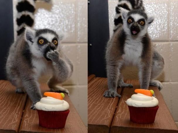 lemur cupcake