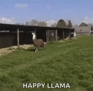 llama bouncing gif