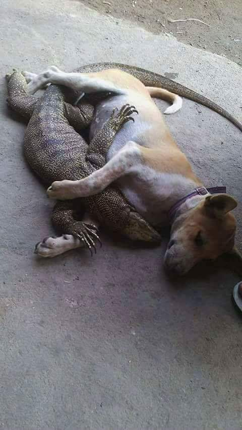 lizard dog