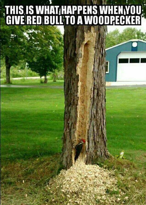 happens when you give red bull - This Is What Happens When You Give Red Bull To A Woodpecker