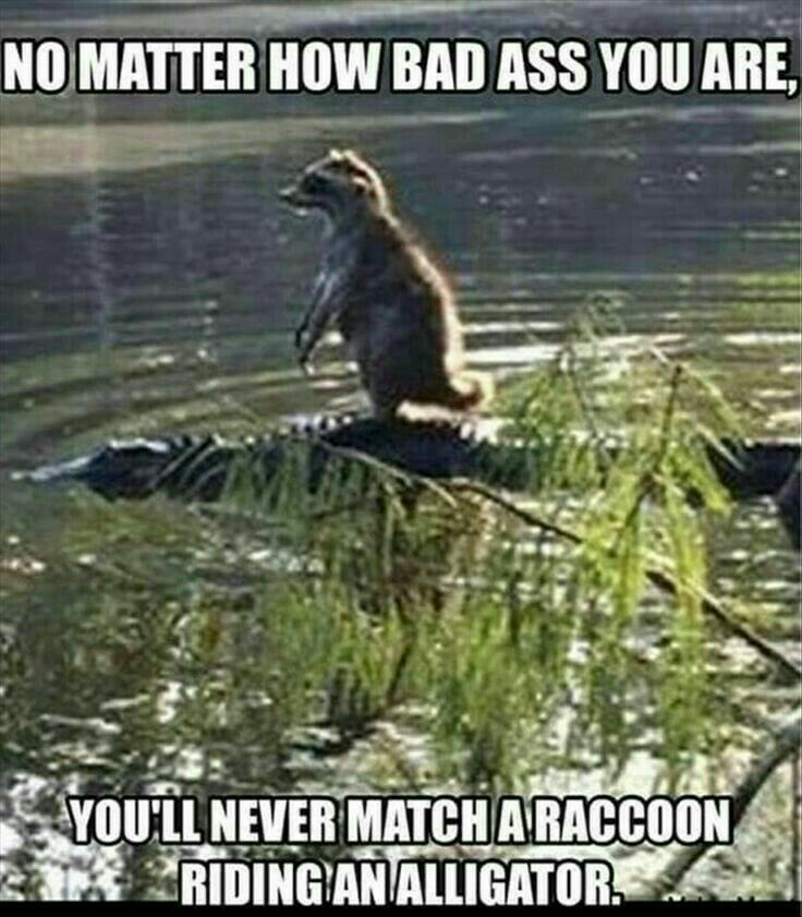 racoon on alligator - No Matter How Bad Ass You Are, You'Ll Never Match A Raccoon Riding An Alligator.