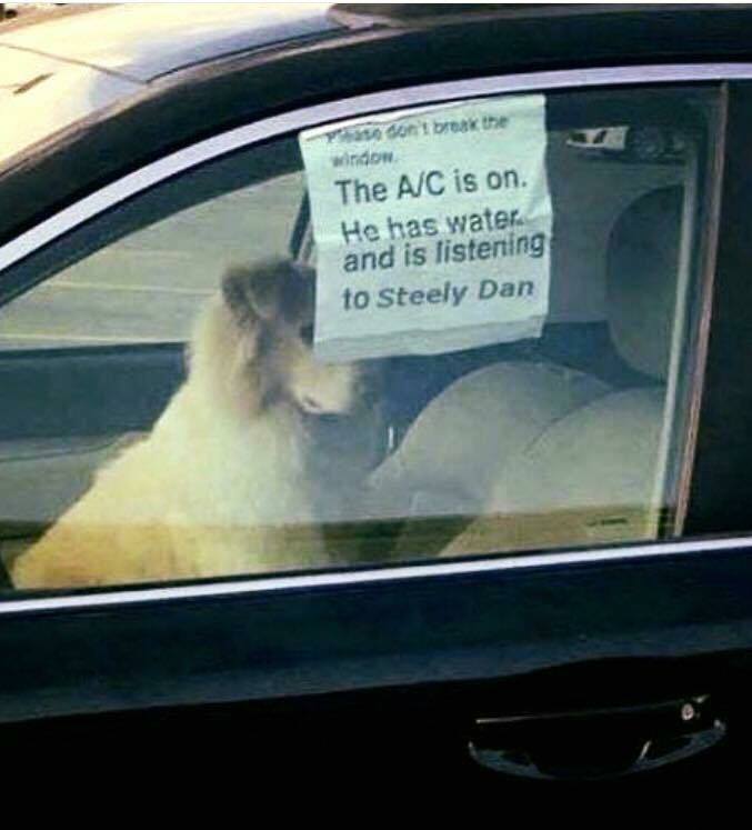 car dog air conditioner - se son't break the window The AC is on He has water and is listening to Steely Dan