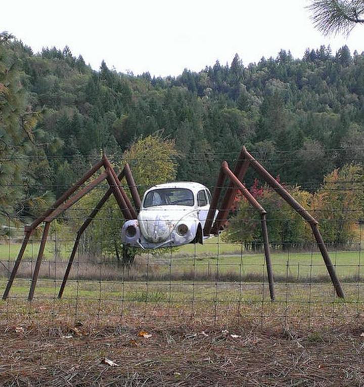 spider beetle car