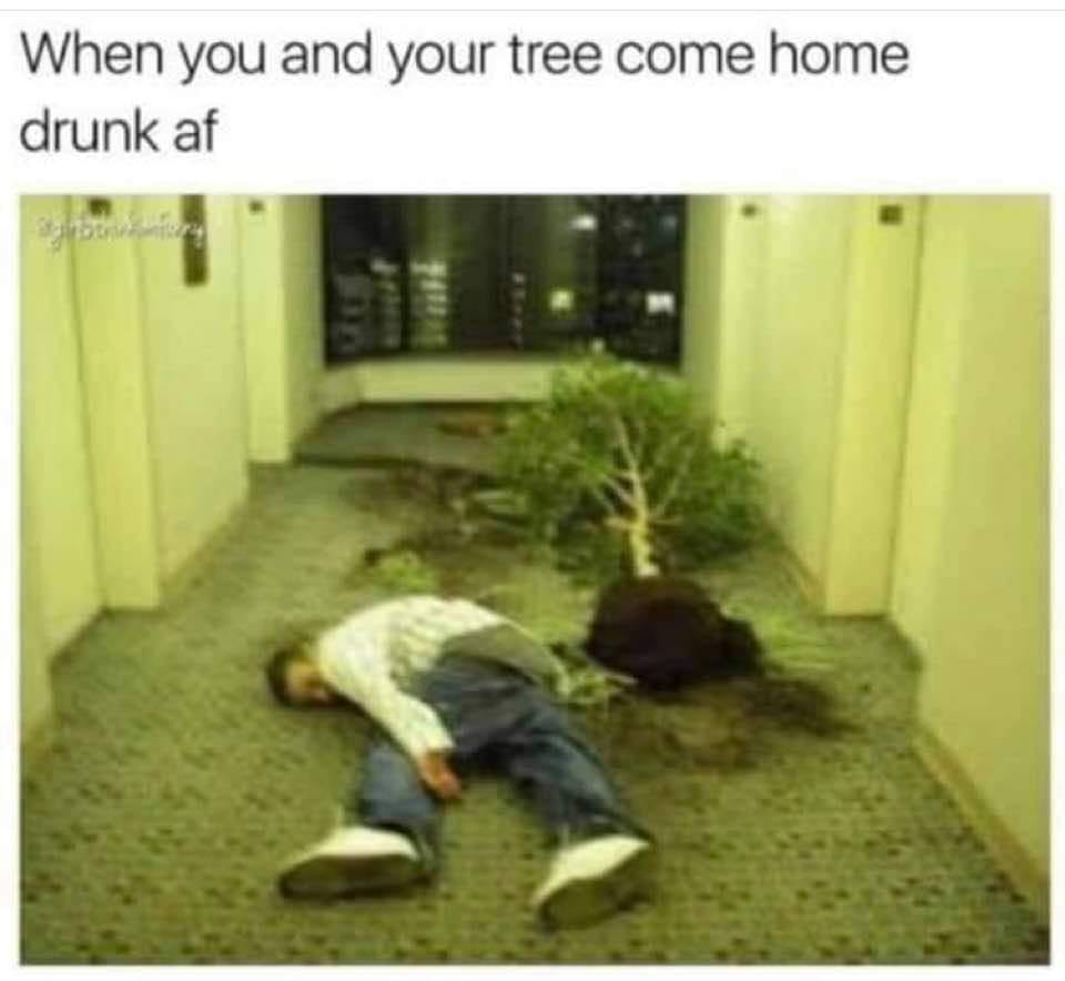 you and your tree come home drunk - When you and your tree come home drunk af