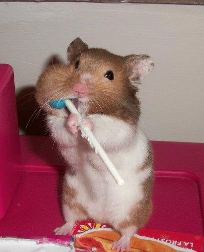 hamster lollipop