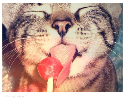 cat with a lollipop - cat eating lollipop