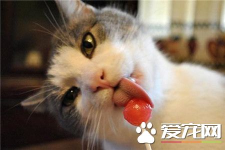 cat lollipop -