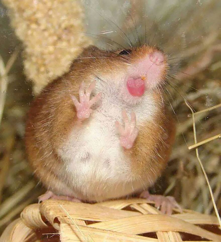 hamsters licking