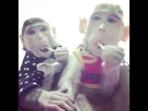 monkeys with haircuts