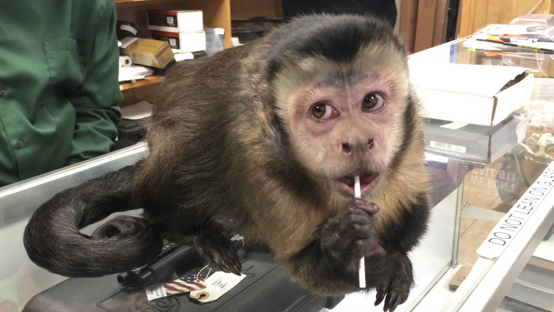 monkey sucker - Taji
