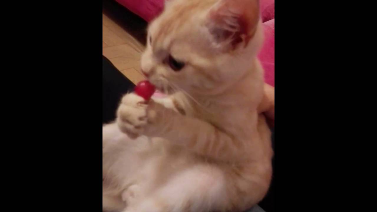 cat eat lollipop
