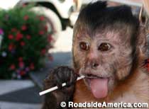 monkey with sucker - Roadside America.com