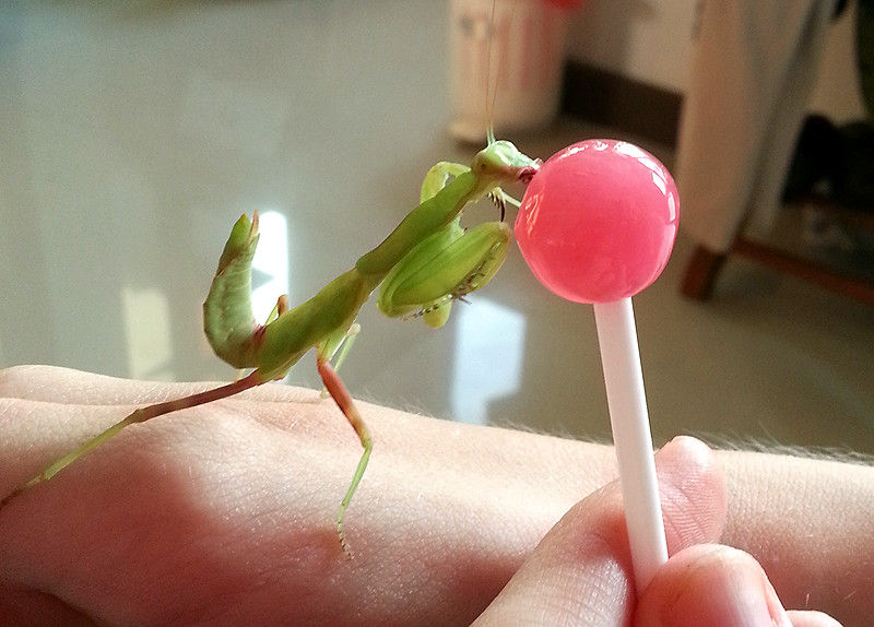 praying mantis cute