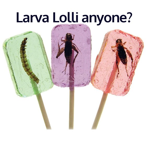 Larva Lolli anyone?