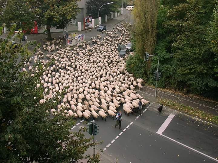 sheep city