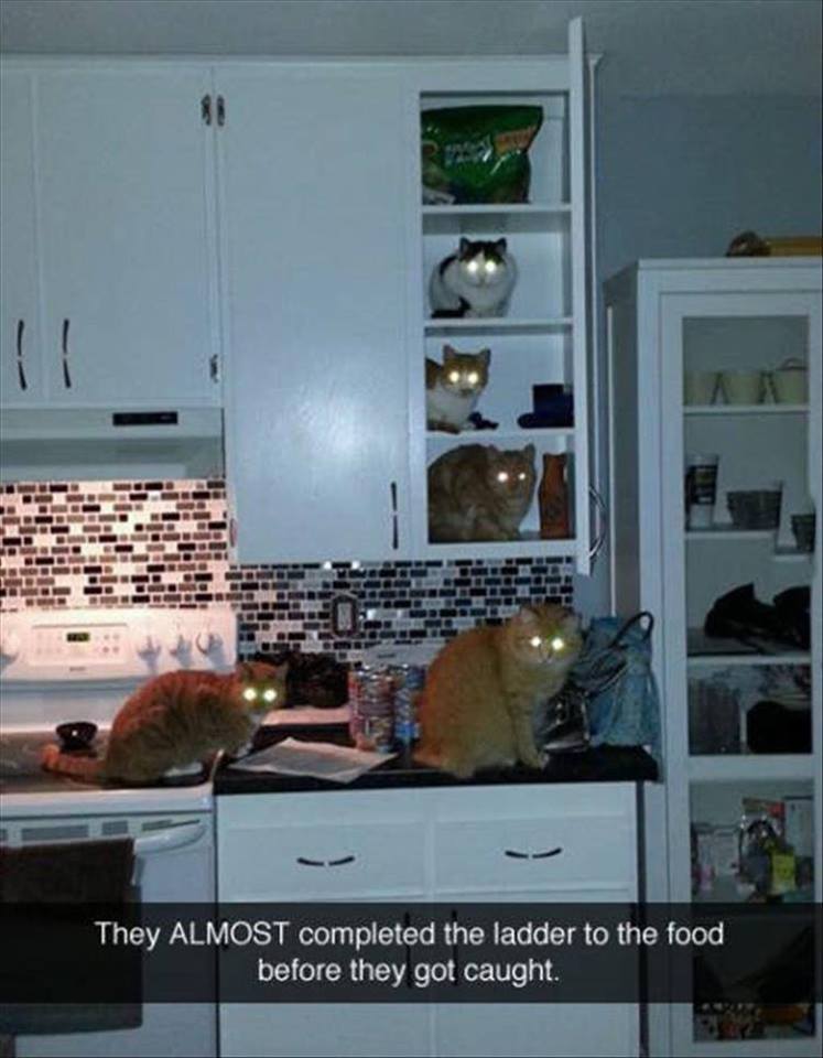 cats glowing eyes kitchen meme - They Almost completed the ladder to the food before they got caught.
