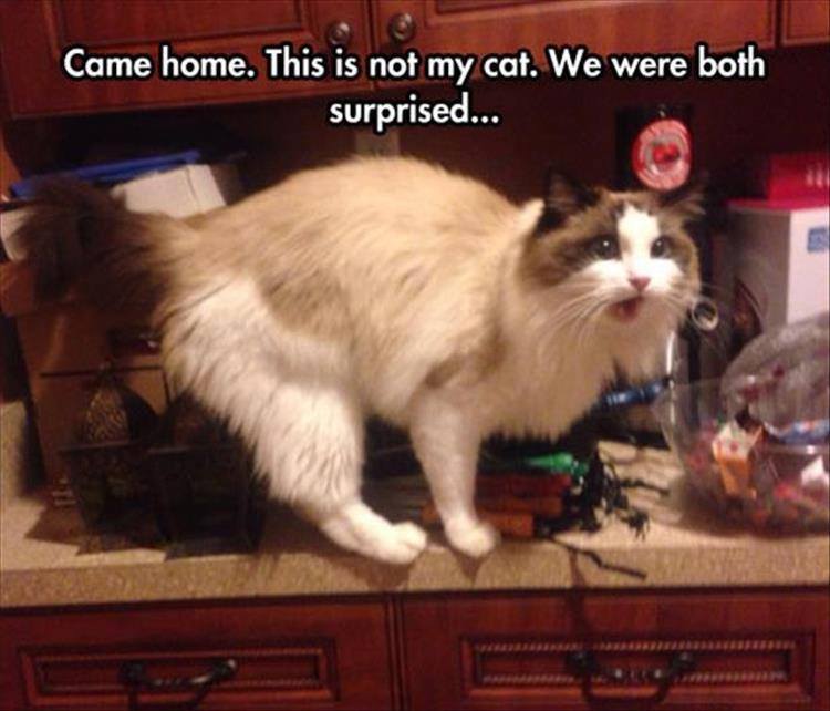 guess i own a cat now - Came home. This is not my cat. We were both surprised...