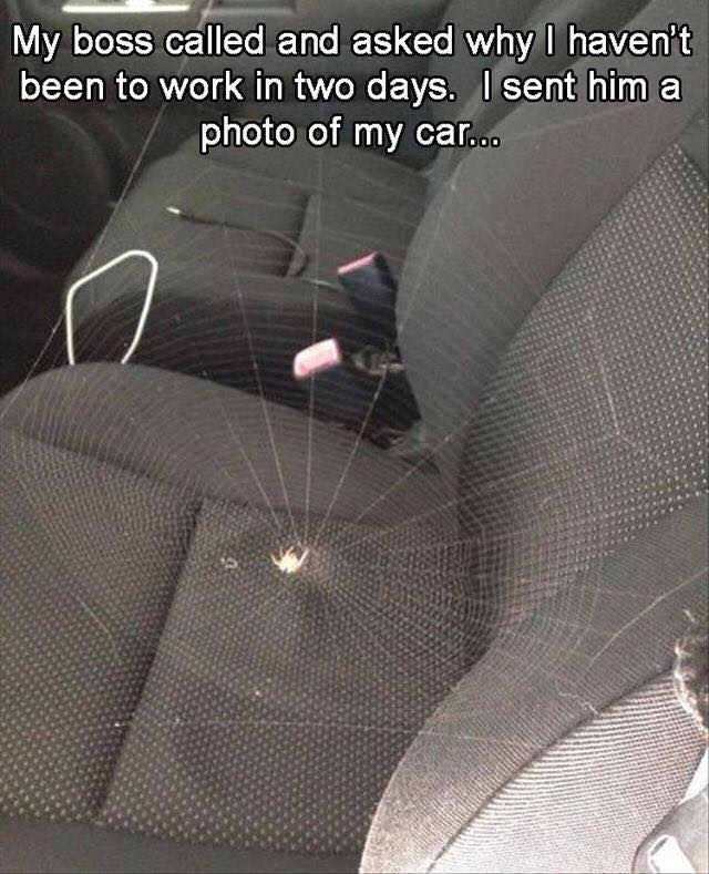 spider in car funny - My boss called and asked why I haven't been to work in two days. I sent him a photo of my car... V